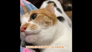Kucing OREN bar-bar kena batunya!!!