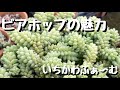 【ビアホップ】
