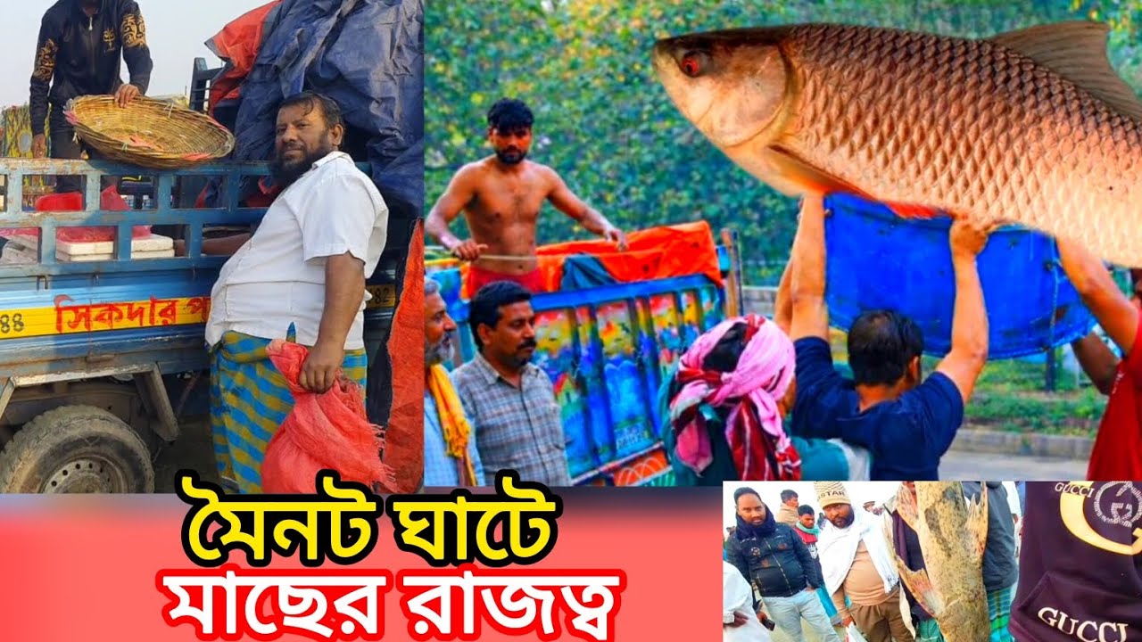 মৈনট ঘাটে মাছের মেলা না দেখলে সত্যিই মিস করবেন! পদ্মার তাজা মাছের ঝলক
