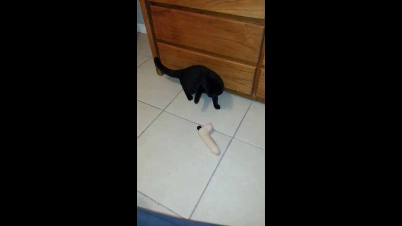 Kitten Vs Dildo Youtube