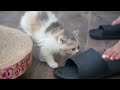 Tiny Kittens Tumbling Together | Pure Cat Cuteness😍
