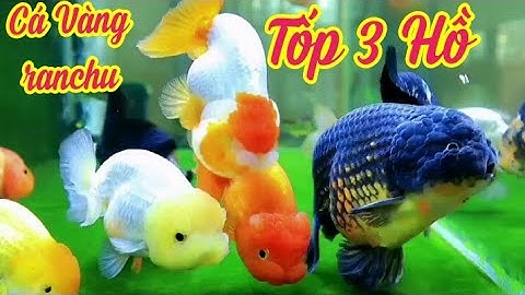 Tốp 3 Hồ Cá Vàng Ranchu - Những Bé Heo Nước Dễ Thương Trên Kênh Nhân Vlog 1989