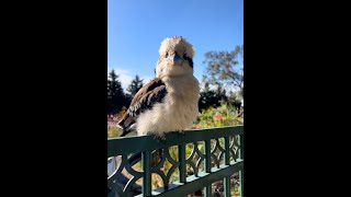 😮 Did the Kookaburra Answer Me When I asked if He Was Okay?