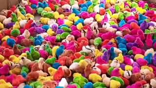 ||cute colourful chicks||