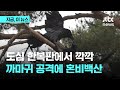 도심 한복판에서 깍깍…까마귀 공격에 혼비백산｜지금 이 뉴스