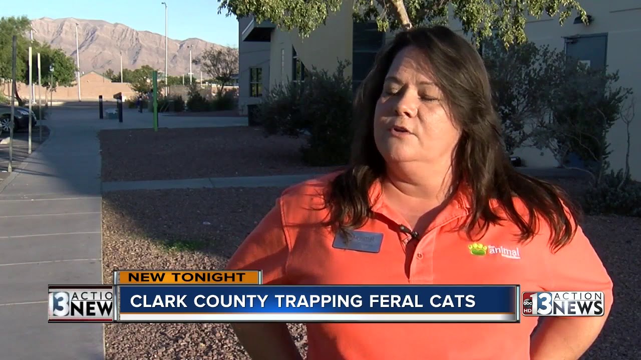 Clark County trapping ferel cats