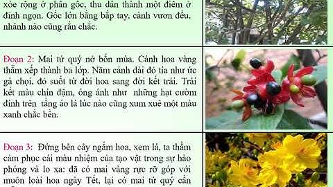 Tuần 21 - TLV: Cấu tạo bài văn miêu tả cây cối