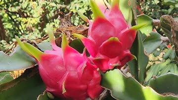 Defying Autumn Dry Spell! Picking My BEST White Sapotes in This Crazy Heat!