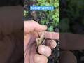 OH YEAH ! #follow #metaldetecting #subscribe #fyp #viralvideo #shorts #trending #tiktok #youtube