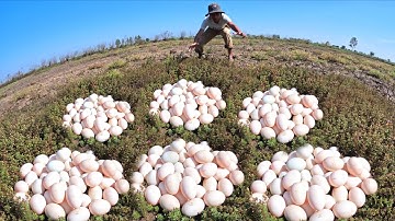 wow Top video- pick a lot of duck eggs under garss a lot of after the rain by hand skills