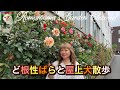 【ばら開花】ど根性バラや屋上のバラの様子 #ばら #rose