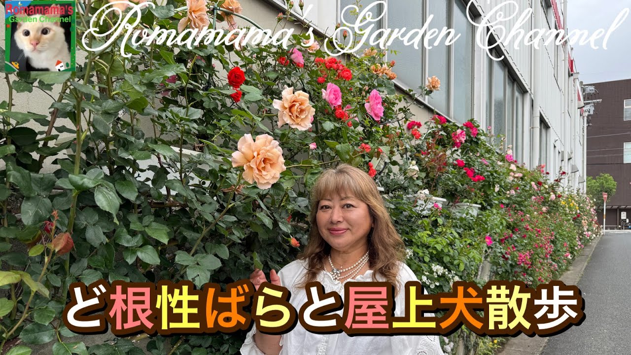 ばら開花】ど根性バラや屋上のバラの様子 #ばら #rose - YouTube