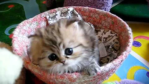 Watch the video about Most Innocent Kitten Alive - The Original (India - 07.25.11)