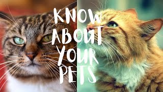 Cute Cats For Home | Baby Pets For Family | Cute Pets For Home | Sweet Cat For Home | Cats Breed by PETS CANDY 74 views 1 year ago 5 minutes, 17 seconds