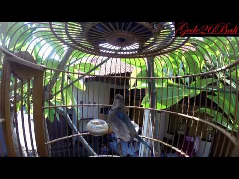 Burung Tledekan Laut Gacor Buka Paruh