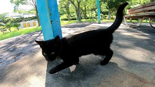 公園でベンチに座ったら子猫の黒猫が走ってきた