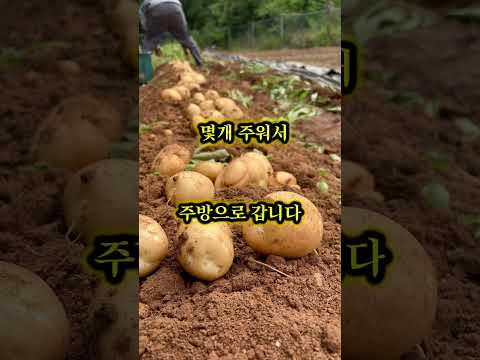 🧑‍🌾농사꾼의 저녁|토마토스튜 feat.밭에서 캔 감자🥔🍲