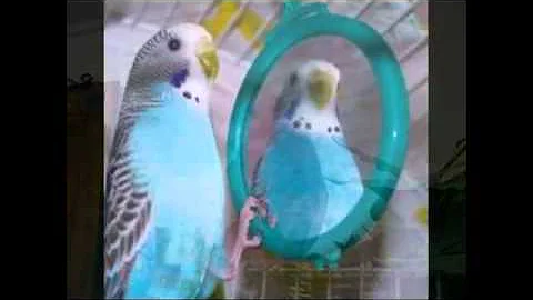 J L Budgerigar.m4v