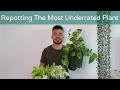 How To Repot Pothos To Climb Up or Trail Down | Houseplant Care Guide