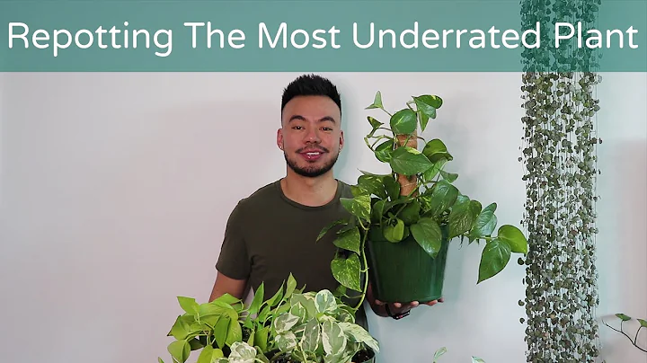 How To Repot Pothos To Climb Up or Trail Down | Houseplant Care Guide - DayDayNews