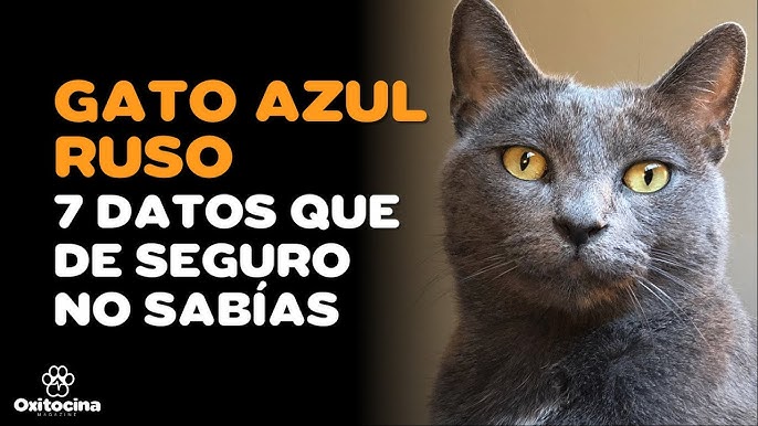 19 fabulosos gatos que cuestan una fortuna, TENDENCIAS