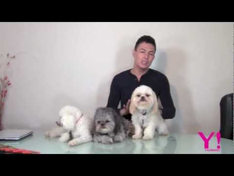 Video: ¿Se puede usar acondicionador en un cachorro?