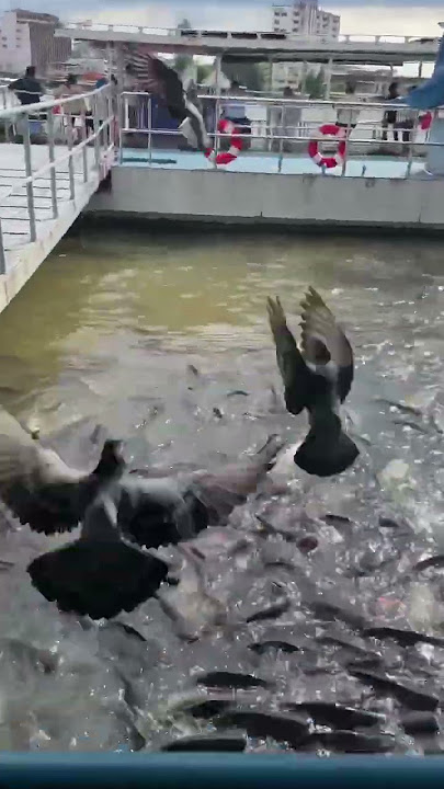 I’ve never seen so much fish in a river. #Bangkok is full of surprises. exploring #Asia in #Thailand