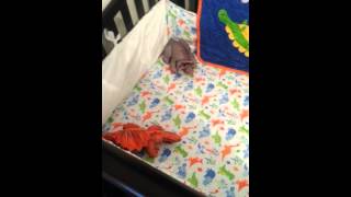 Super-awesome dinosaur Nursery!