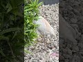 Early bird gets the worm… or lizard like this guy is going after