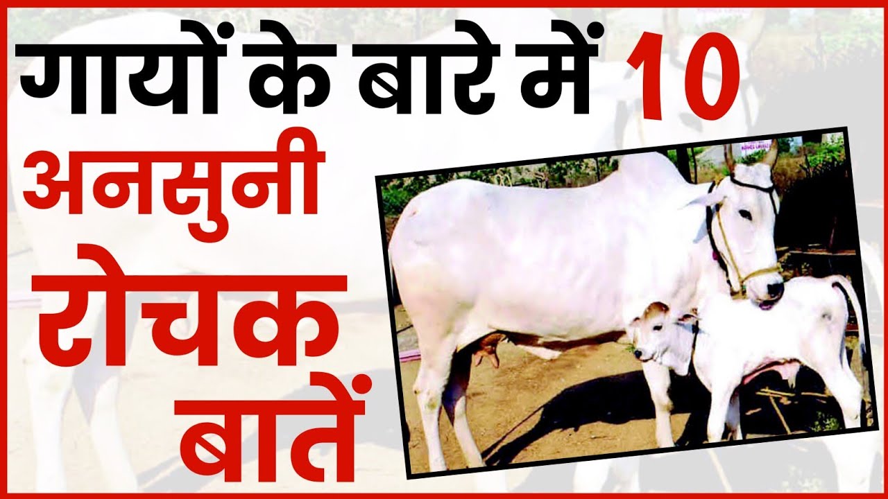 गायों के बारे में अनसुनी बातें । Amazing Facts About Cow In Hindi ।