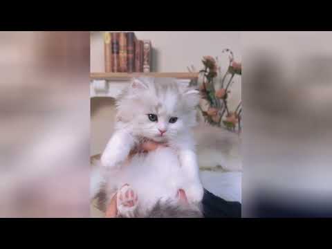 Cute kittens that help you relax and feel pure happiness