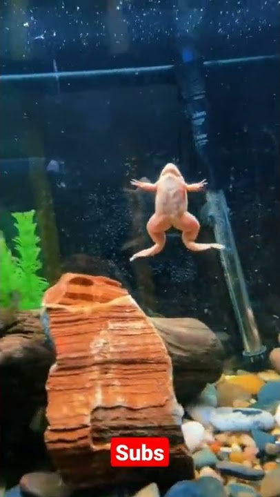 kodok hias || frog in aquarium #shorts #katak #kodok #frog #toad