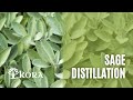 DIY with Kora - How to make sage essential oil