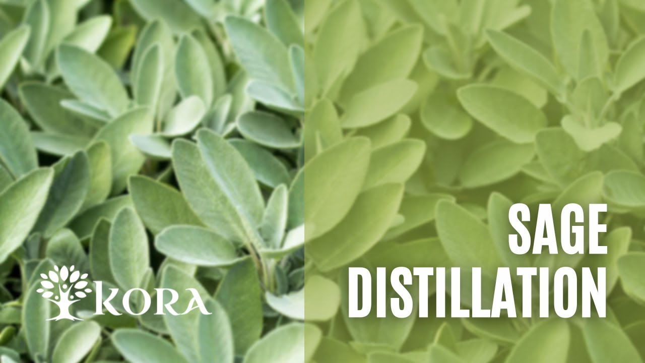 DIY with Kora How to make sage essential oil YouTube