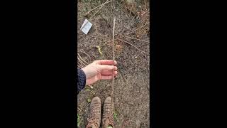 Flori de șofran, arbuști de alun, curățarea și înmulțirea coacăzului roșu | propagating redcurrant
Vă mulțumesc pentru vizionare!
Thank you for watching and listening!
This was recorded on the 8th of December, 2025, in SW Scotland.
Grow food, not lawns.
A reminder that my books are available at the link below (and on Amazon), in case youre interested in reading.
https://crinalcristea.gumroad.com/
We will hopefully have a few hundreds of hazel saplings to go out bareroot this autumn. Please message me if you are interested in buying some of those.
We are based near Wigtown/Port William, in SW Scotland.
The English & Chinese bilingual special edition of Miss Camelia and the Hugelkultur Mound is £30 (packing and postage to the UK is included). The pricing might increase in the future, depending on printing and postage costs.
For special edition print orders, contact me at
crinalcristea@gmail.com
The ebook bilingual edition is available online for £2.99
https://www.amazon.co.uk/dp/B0DH8JF61F
The regular English edition is available here for £7.99
https://www.amazon.co.uk/Miss-Camelia-Hugelkultur-Mound-Found/dp/B08D4RPJSX/
_
BASIL AND THE WALTZ OF COLORS is available now in hardcover and digital formats here:
https://www.amazon.com/BASIL-WALTZ-COLORS-Crina-Ludmila-Cristea/dp/B09NRFYPS5
A British edition is also available here.
https://www.amazon.co.uk/gp/product/B0B6XQBG91/
https://crinalcristea.gumroad.com/l/BASIL_AND_THE_WALTZ_OF_COLOURS_BRITISH_EDITION
Some of my other books:
Miss Camelia:
https://www.amazon.co.uk/dp/B08D4RPJSX
Whispers:
https://www.amazon.co.uk/gp/aw/d/B07Q6Q49Z3/
If you require help with making your book(s) a reality, do contact me - I provide other writers, too, with my design and formatting services.
My website:
https://lilybloomwriter.wixsite.com/officialwebsite
Instagram:
https://www.instagram.com/crinaludmilacristea/
If you enjoy my videos, you can now buy me a coffee, if you wish to do so:
https://www.buymeacoffee.com/crinalcristea
paypal.me/CrinaCristea Flori de șofran, arbuști de alun, curățarea și înmulțirea coacăzului roșu | propagating redcurrant