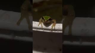 Ribbit!!! #nature #frog #amphibians #farmlife #youtubeshorts #shorts #viralshorts