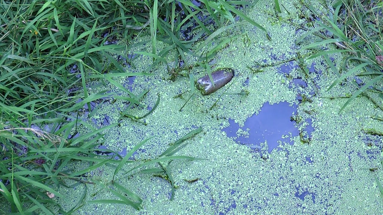 У Ракошині на Мукачівщині річка потерпає від людської недбалості