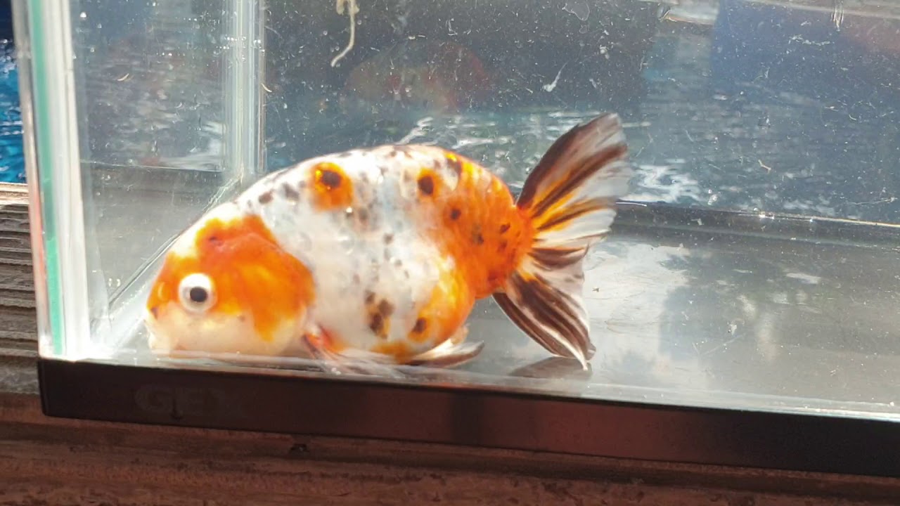 Goldfish ikan  maskoki mas koki  ranchu  calico sideview 