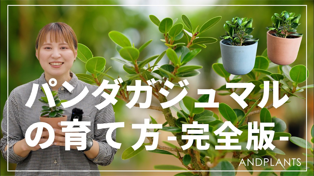 パンダガジュマルの育て方 | 観葉植物の通販 AND PLANTS (アンドプランツ)