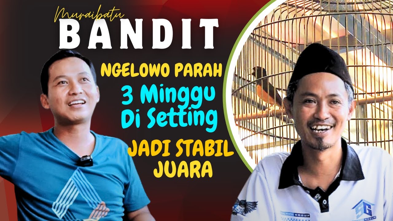 Murai NGELOWO Jadi JUARA‼️ - Kupas Tuntas Perawatan Murai Bandit