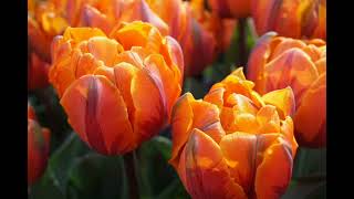 Healing Clical Music 43