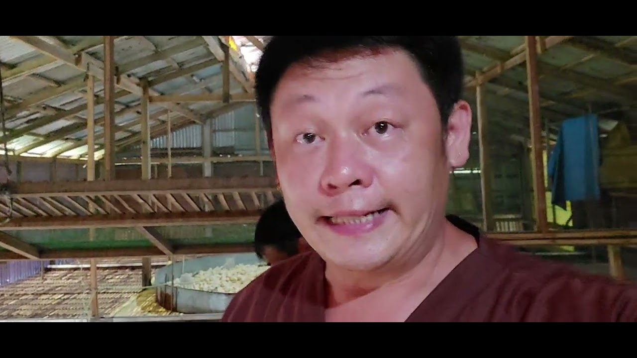 Easy Brooding Set-up for Chickens - YouTube