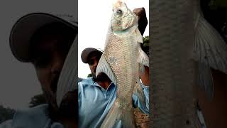 Catla fishing||Carp fishing India||Major Indian Carp