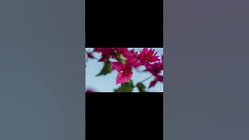 Johann Peter Gustav Lejeune Dirichlet: A Trailblazer in 19th-Century Mathematics #travel #history