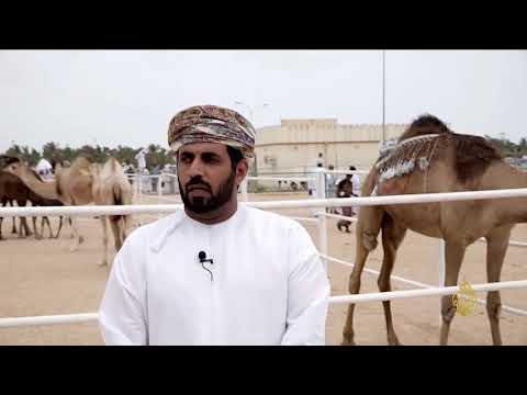 هذا الصباح-جمال الإبل العربية بمهرجان ظفار للمحالبة والمزاينة