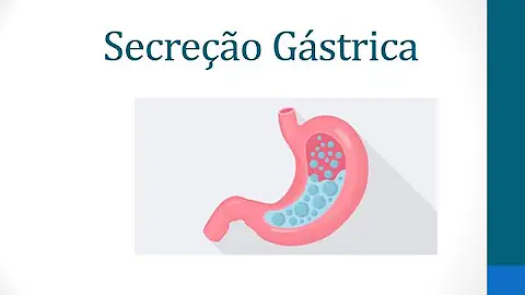 O que as células principais produzem?