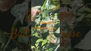 Budapest Butterfly House ¦ Slow Travel Moments Hungary
