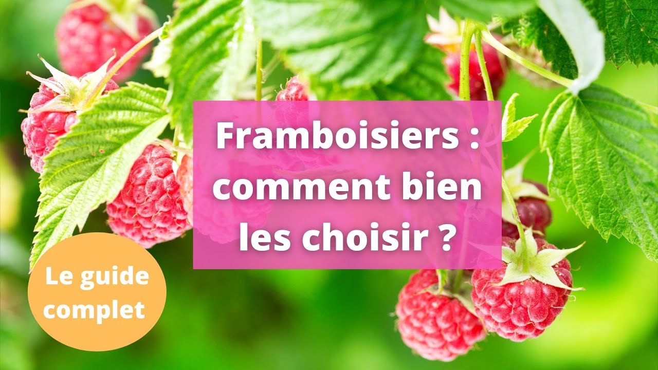 Comment choisir ses framboisiers ? Le guide complet