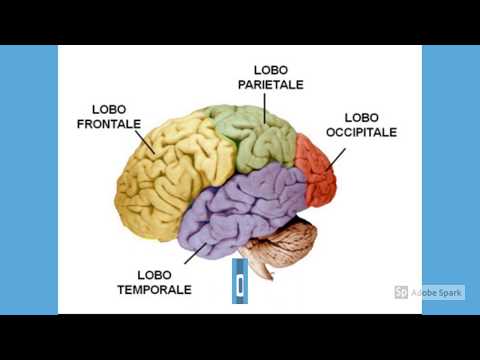 Video: Come Lavarti Il cervello Brain
