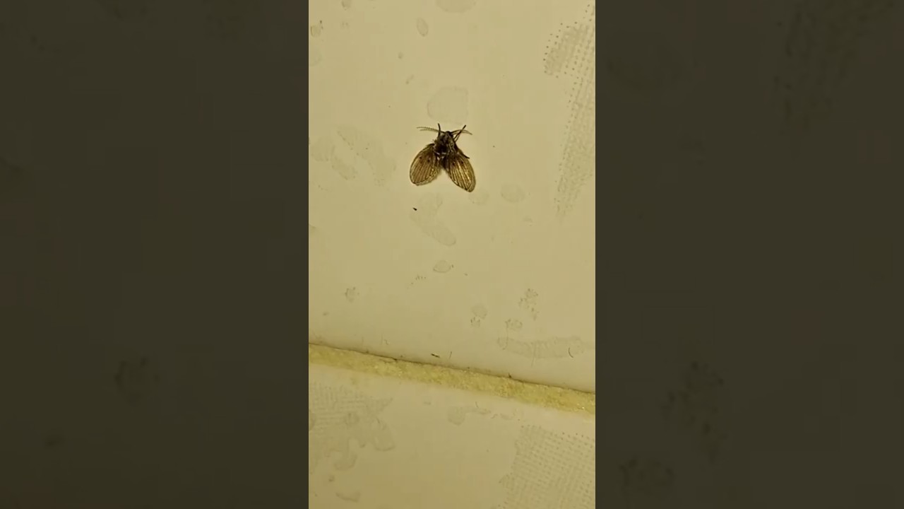 Mosquitas de baño: por qué aparecen y cómo eliminarlas